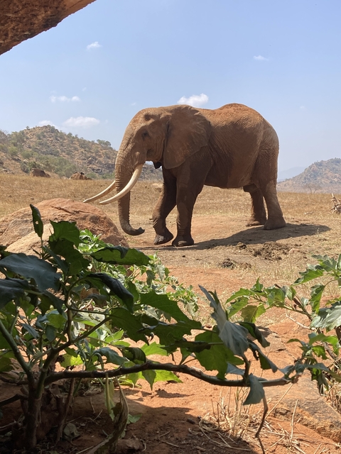 Elephant standing in an open field.