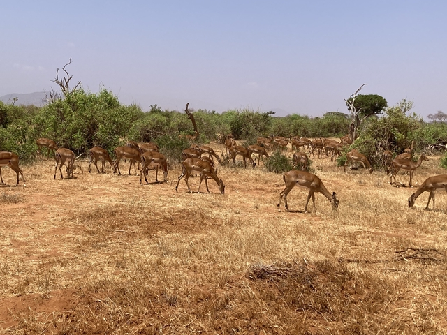 Herd of antelopes grazing in the savannah.