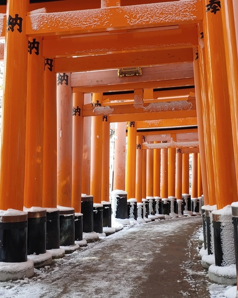 Snow-covered torii gates in a serene setting.