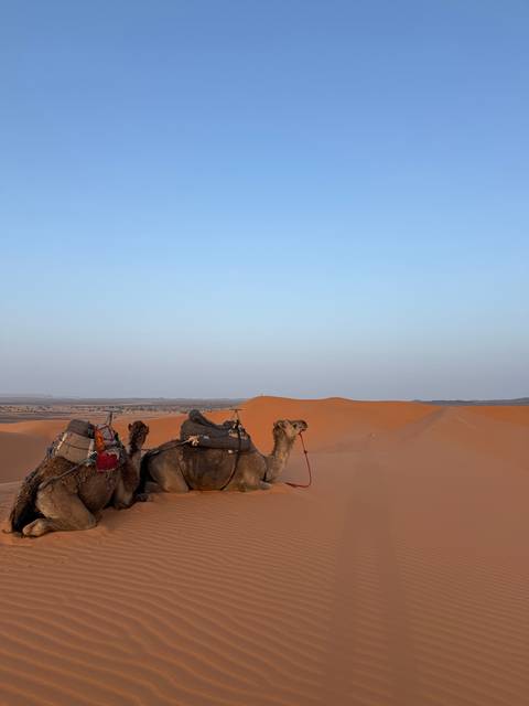 Camels resting on a sand dune in a desert.