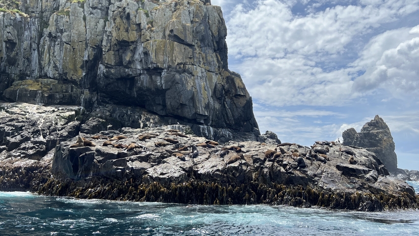 Seals on rocky shore with massive cliffs in the background.