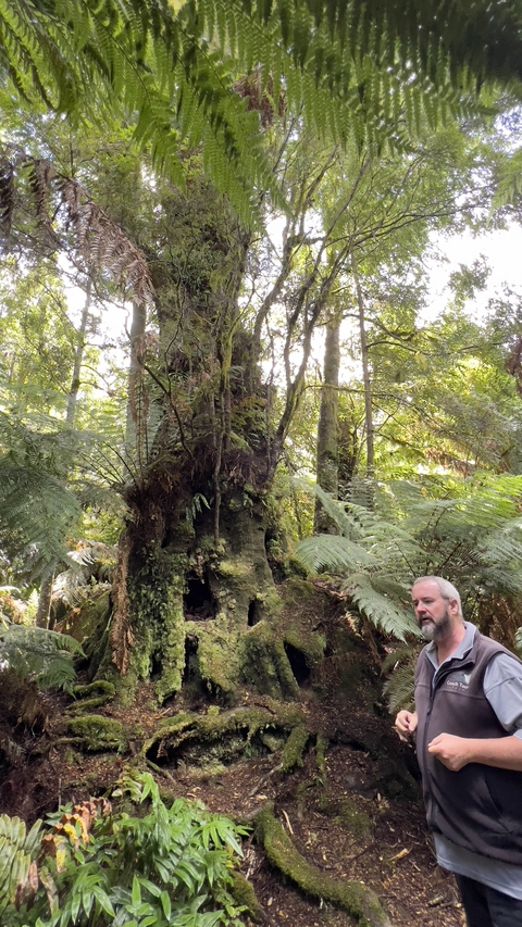 Large fern tree in a dense forest.