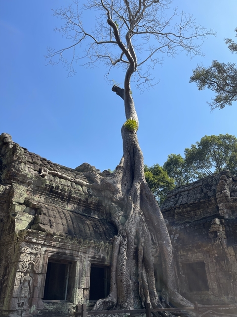       Large tree growing over ancient ruins.
  