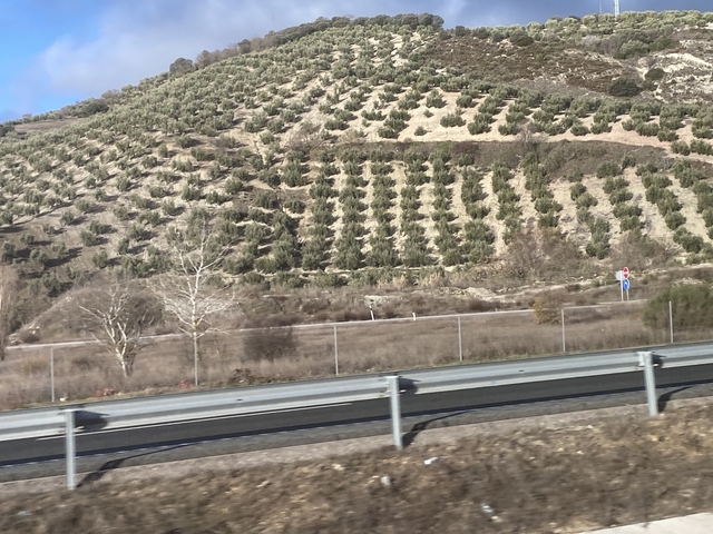 Terraced hillside with olive trees.