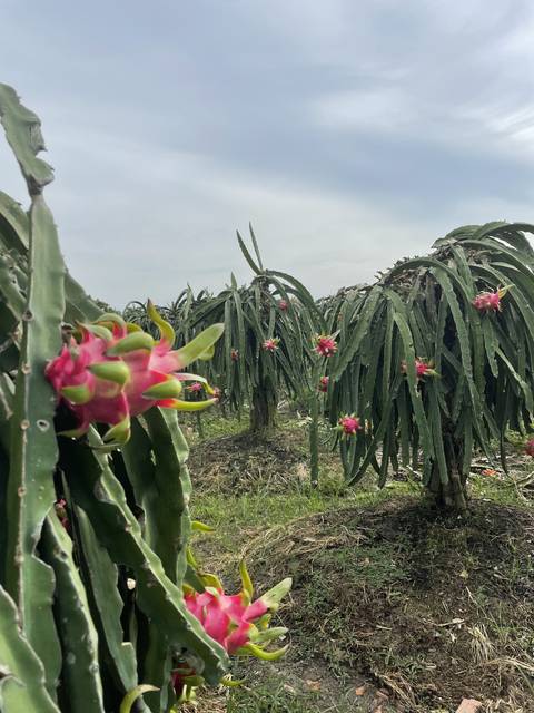       Dragon fruit cactus with fruit.
  
