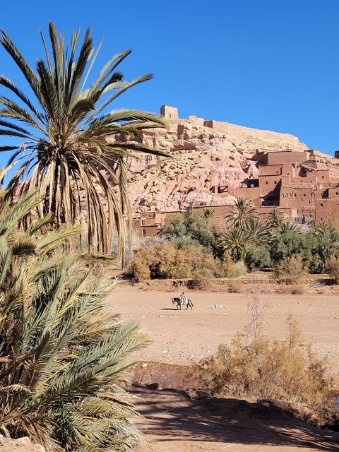Desert scene with tall date palms and a backdrop of fort-like structures.