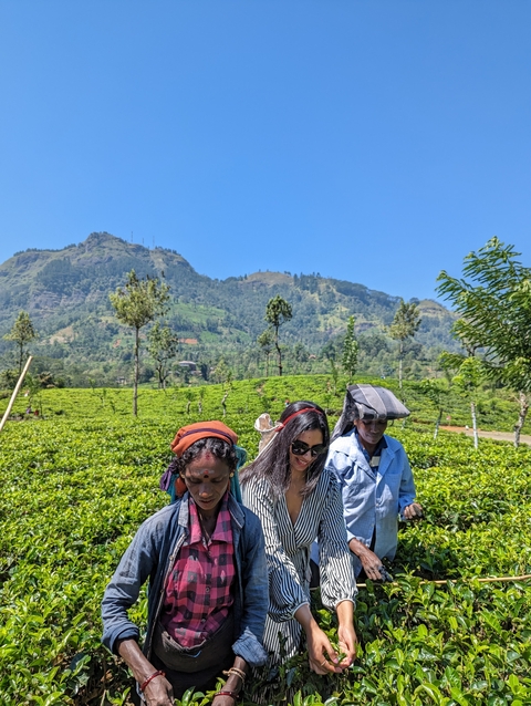       People walking in a lush green tea plantation.
  