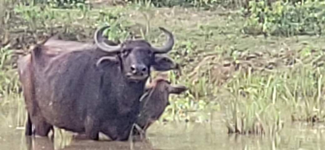       A buffalo in a muddy water area.
  