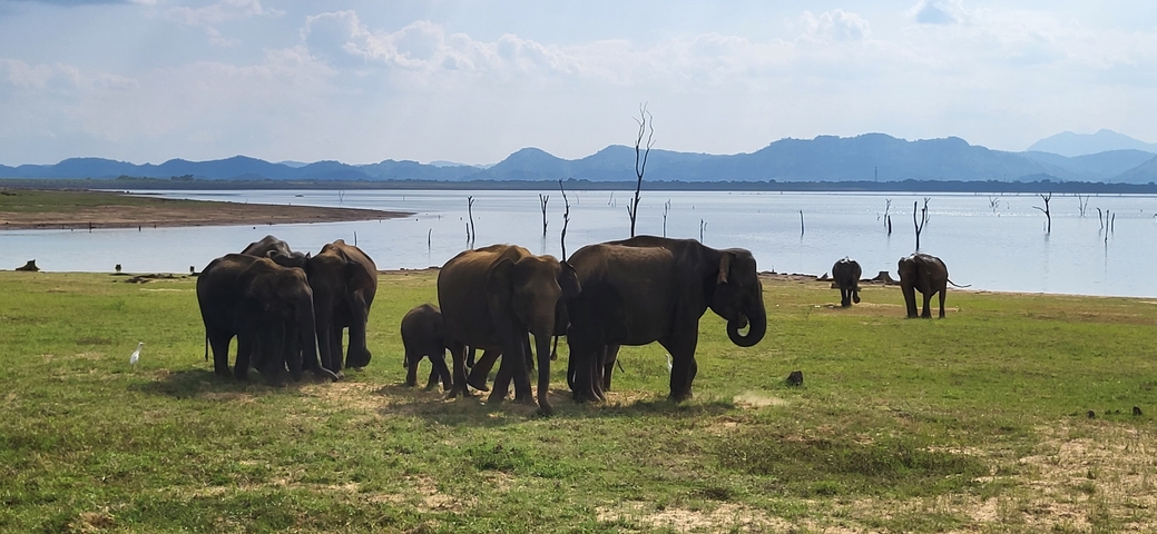       A group of elephants near a water body with hills in the background.
  