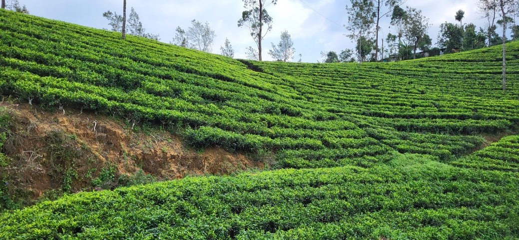       Lush green tea plantations on a hillside.
  