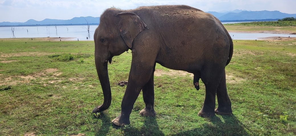       An elephant walking on grass near a body of water.
  