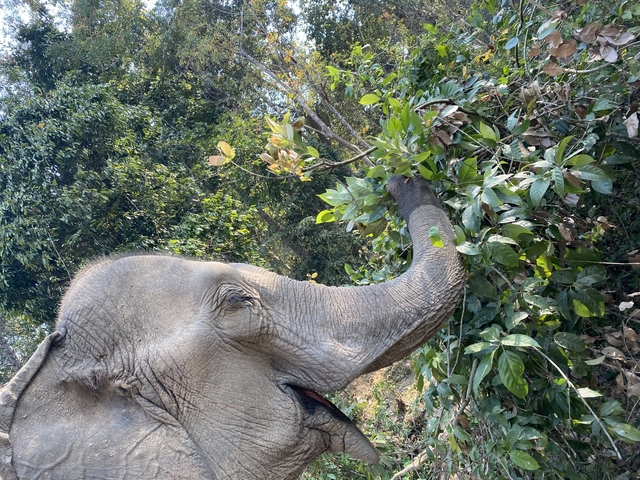       An elephant reaching for leaves in a lush, green jungle setting.
  