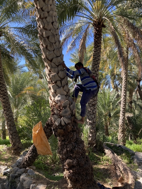 A person climbing a palm tree in a lush, green setting.