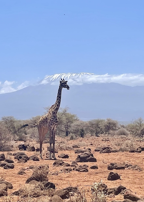 Giraffe with Mount Kilimanjaro in the background.