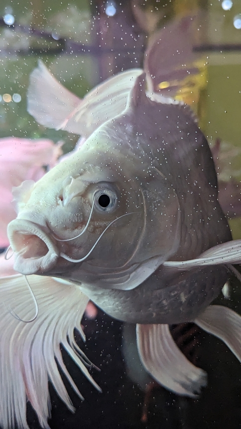       Close-up of a fish with bubbles.
  