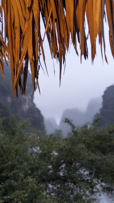 Misty mountains with vague views of trees and leaves.