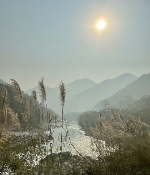       Scenic view of misty mountains with tall grasses in the foreground.
  
