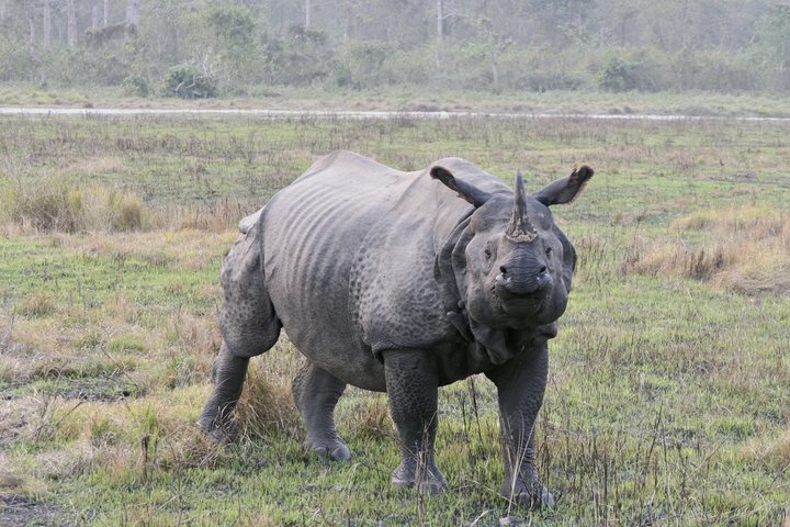       Close-up of a rhinoceros standing in a grassy area.
  
