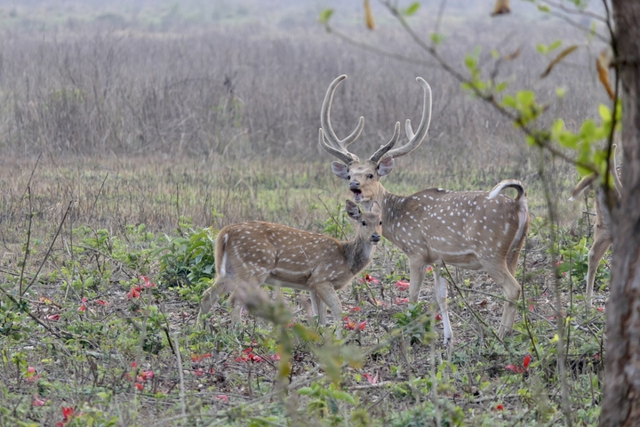       Two deer standing together in a field with foliage.
  