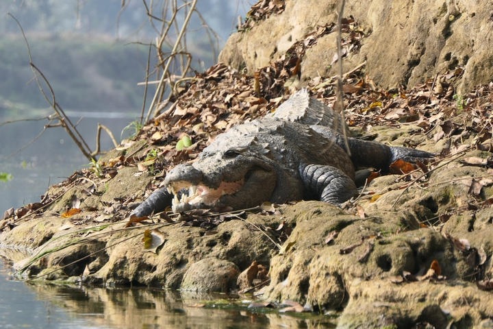       Crocodile sunbathing on a rocky riverbank.
  
