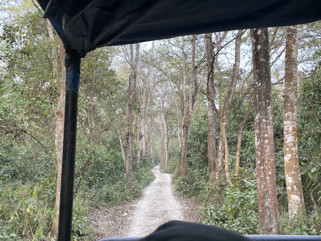       Pathway through a dense forest.
  