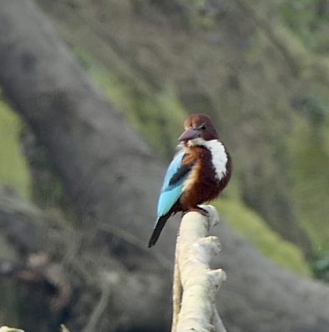       Nepal Familienurlaub Foto von Kundenbewertung 
  