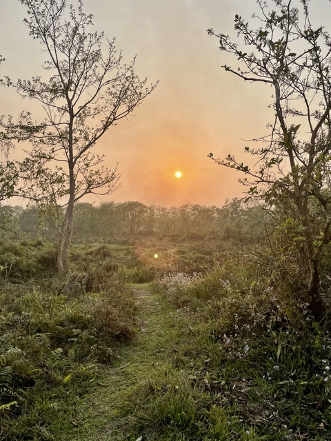       Sunset view over a lush forest area.
  