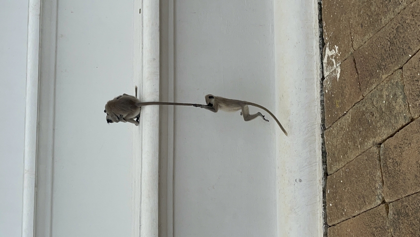 Monkeys playing on a building wall.