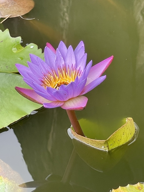       Close-up of a water lily in a pond.
  
