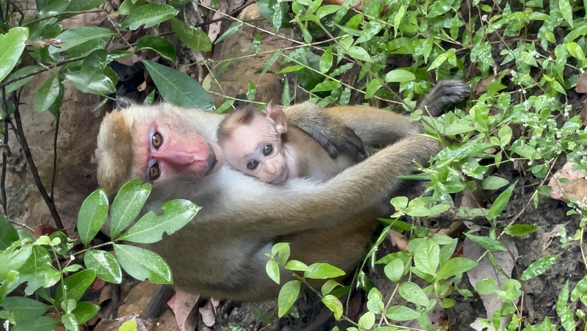       Mother monkey with baby in lush greenery.
  