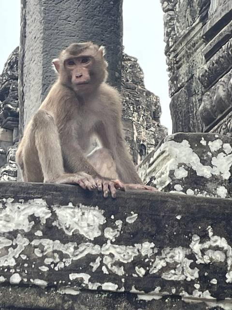 Monkey sitting on a temple structure.