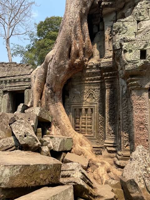Tree growing over ancient temple ruins.