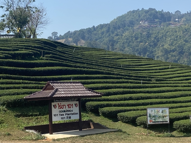       Vast tea plantation with terraced green fields.
  