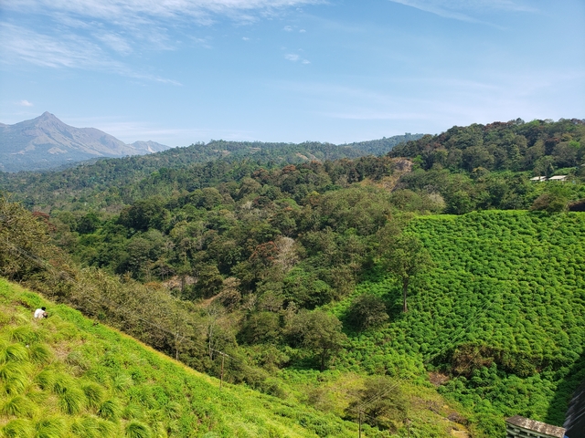 View of lush green hills and tea plantations.