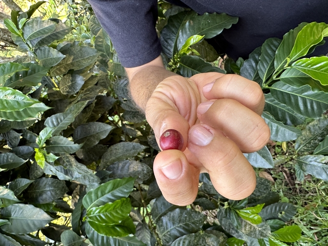 Hand holding a red coffee berry among coffee plants.