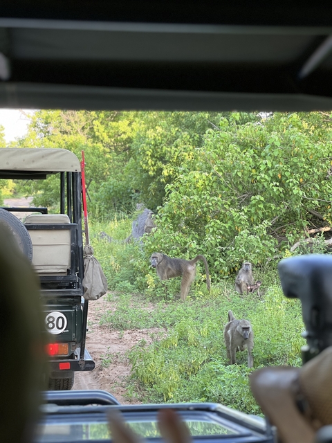 Baboons in the wild near a safari vehicle.