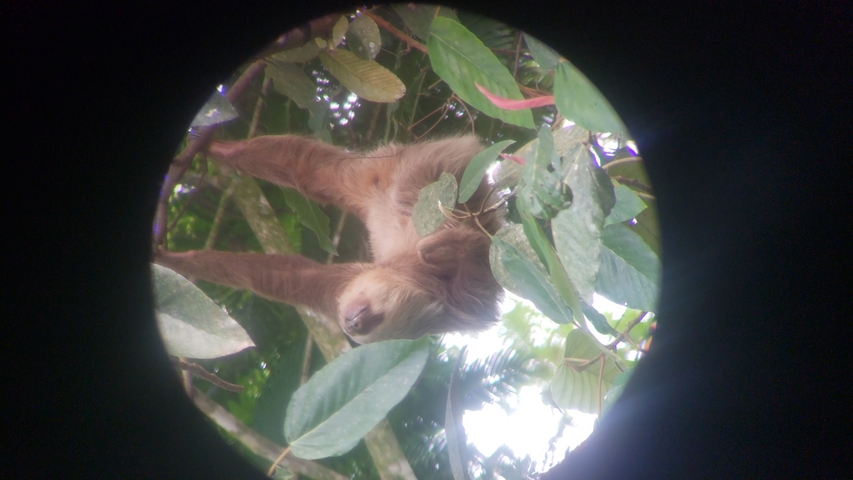 A sloth hanging from a tree branch, viewed through a circular frame.