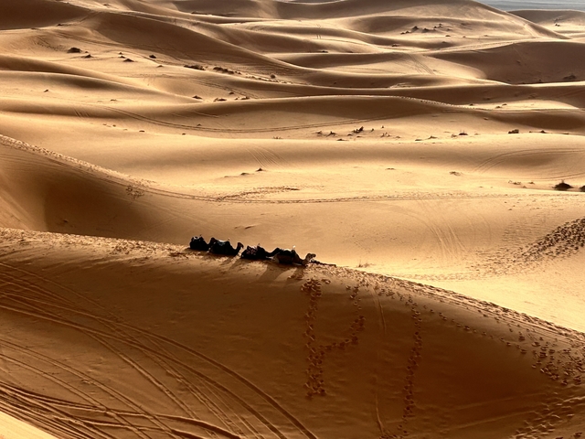 Camels on sand dunes under the sun.