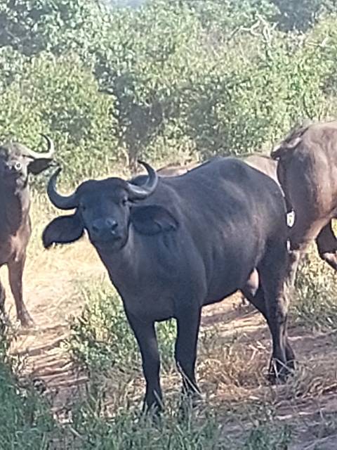       Buffalo standing in a grassy area near bushes.
  