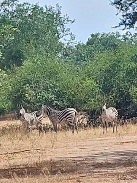       Zebras grazing in a grassy area with trees.
  