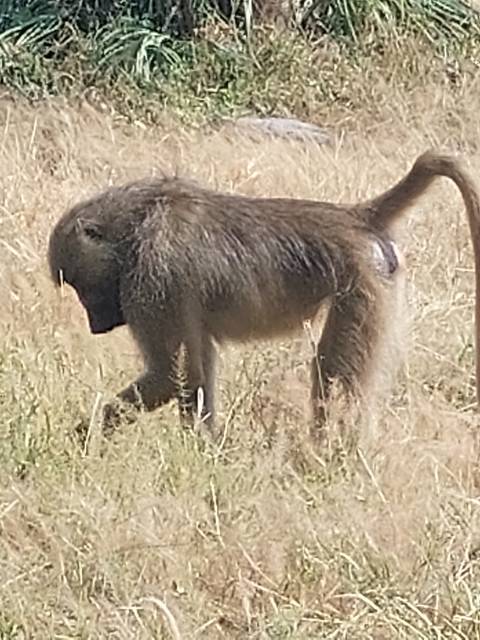      Baboon running across a grassy area.
  