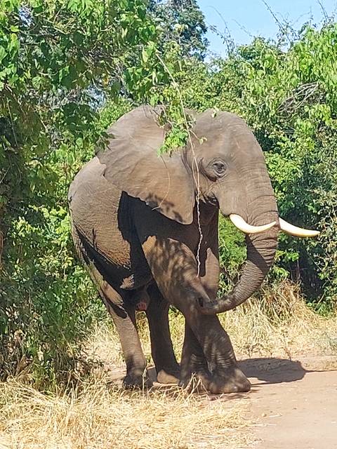       Elephant standing in a natural setting with greenery.
  