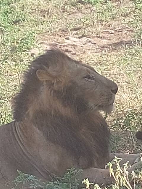       Lion laying down on grass in a reserve.
  
