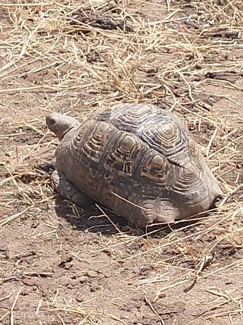       Tortoise crawling on dry ground with dry grass.
  