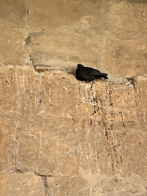       Pigeon perched on a stone wall.
  