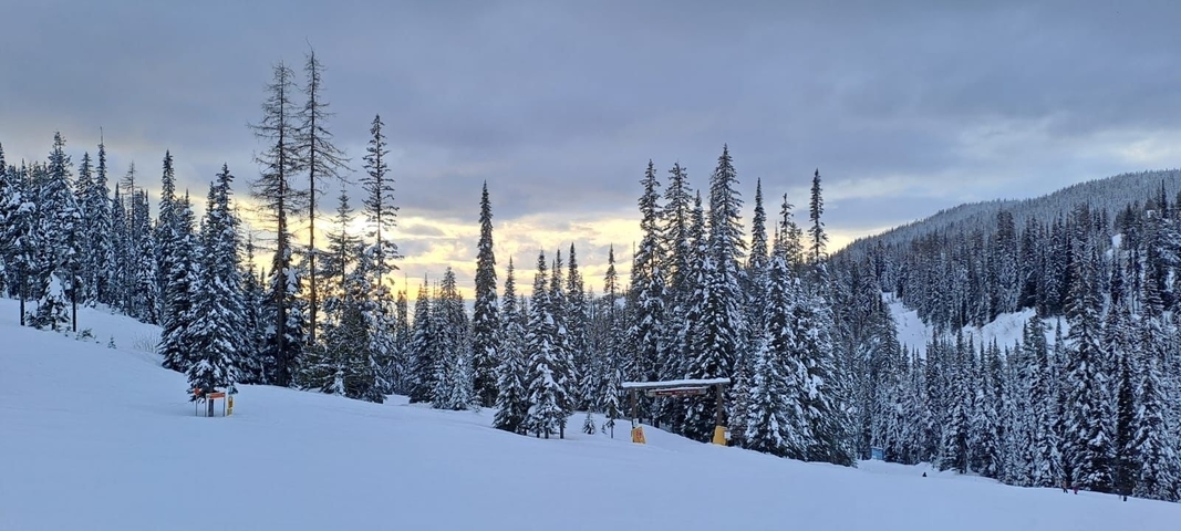       Snow-covered trees with a hint of sunset.
  