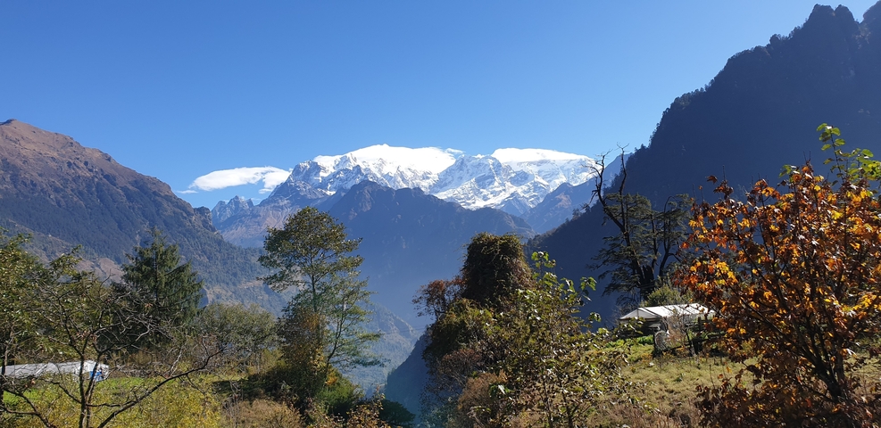 Snow-capped mountains with a clear sky and surrounding forest.