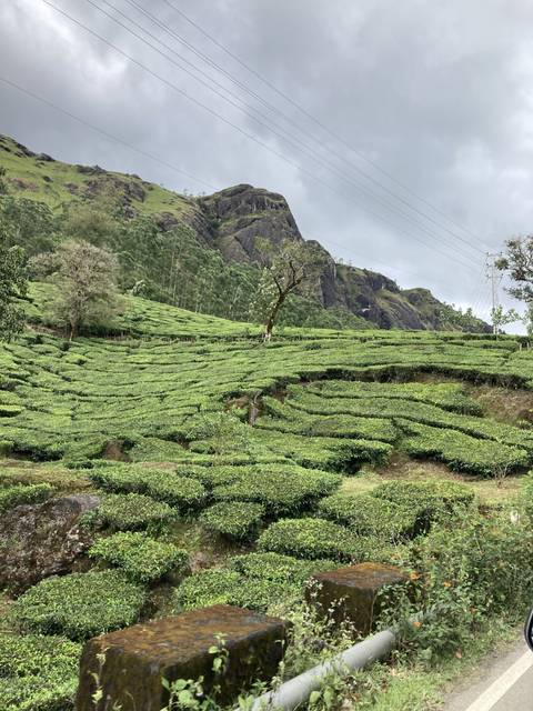 Green terraced fields on a hillside.