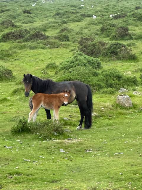 A horse and its foal grazing on a lush, green hillside.