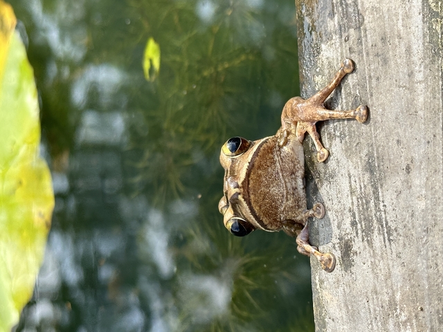 A frog clinging to a vertical surface near water.